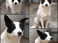 Lastan Border Collie Mischling Rüde - Margetshöchheim