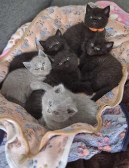 🐾 Britisch Kurzhaar Kitten – reinrassig, liebevoll aufgezogen 🐾 - Bremen