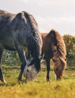 Pferdehof mit Reitplatz und ca. 20 ha arrondiertem Grünland zu verkaufen - Rottweil