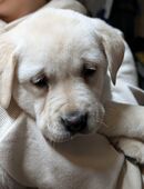 Zuckersüße Labradorwelpen in 36469