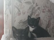 Kitten zu verkaufen / Babykatzen Mischlinge - Ruppichteroth