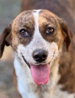 BETUSCH sucht Familienanschluss - Gefrees