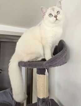 Silber Britisch Kurzhaar 6 Monate - Lindau (Bodensee)