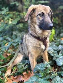 Zaubermaus Caya sucht ihre Menschen - Großefehn