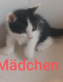 Katzenbabys - Zwickau