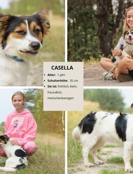 Casella – kleine Frohnatur sucht ihr Glück - Schwerte (Hansestadt an der Ruhr)