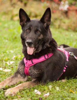 Elisa - Schäferhund - 8 Jahre - Tierhilfe Franken e.V. - Lauf (Pegnitz) Zentrum