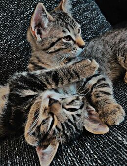 Zwei BKH/EKH Kätzchen 6 Monate - Riedlingen