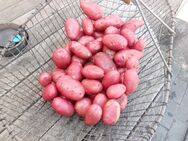 Frühkartoffeln, Kartoffeln 🥔 ab den28.06.25 - Minden Dankersen