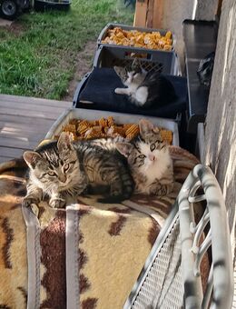 4 kleine Kätzchen - Jahnsdorf (Erzgebirge)