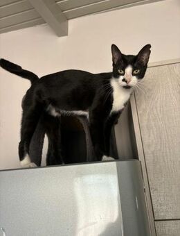 Linda aus dem Tierschutz - Grevenbroich