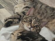 BKH Geschwister Katzen ( M & W ) ca 1 1/2 Jahre alt - Berlin