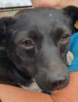 SENNA-zuckersüße, liebe Hündin, 36 cm - Rösrath