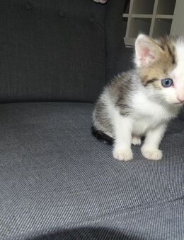 EKH Katzen Babys. - Wipperfürth (Hansestadt)
