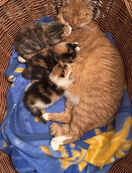 Dreifarbige Katzenbabys Glück, Liebe und Freude für Ihre Familie - Leimen (Baden-Württemberg)