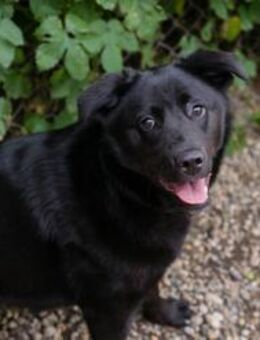 GITTA - lebhaft und aufgeweckt - Overath