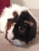 Trixie - Rosetten-Meerschweinchen - 5 Jahre - Tierhilfe Franken e.V. in 91207