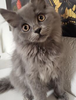 BLH /Maine Coon Kitten - Herne