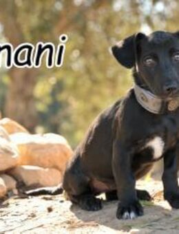 Imani stellt sich vor🎁 - Essingen (Rheinland-Pfalz)