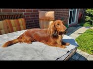 Parson Jack Russel Mix und Dackel Jack Russel Mix - Buxtehude Zentrum