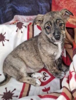 Paulo soll nicht in Rumänien aufwachsen - Blankenheim (Nordrhein-Westfalen)