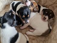 Jack russel terrier Tricolor - Kutenholz