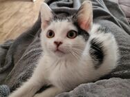 Mix Kitten sucht ein liebevolles Zuhause - Oberschneiding