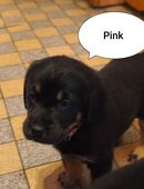 Labrador Welpen in 49751