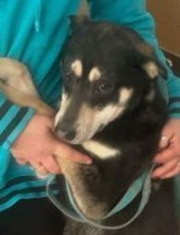 Charmanter Junghund sucht sportl.Familie - Schlitz