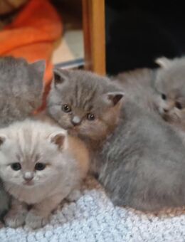 Traumhafte Britenbabys (BKH/BLH) in Blue & Lilac suchen ihr Zuhause - Bremen