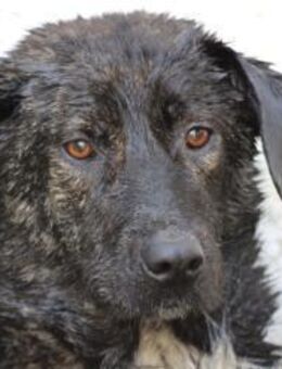 Muriel - kinderliebe Familienhündin - Lohra