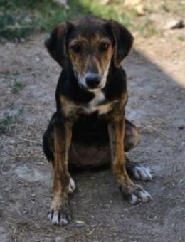 🌸 Freya sucht ihr Zuhause! 🌸 - Ludwigshafen (Rhein)