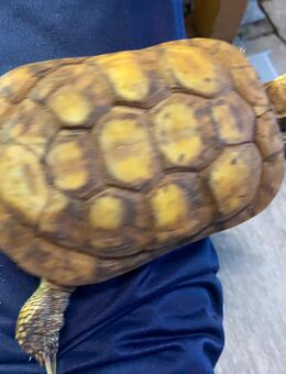 Spaltenschildkröten mit Papieren 1.3 Adult selten - Schlüchtern