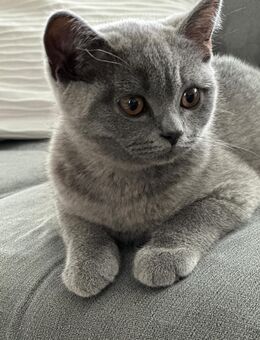 Bkh kitten, bkh Kätzchen, katze - Trossingen Zentrum