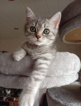 BKH Kitten, eine schöne Kätzchen abholbereit - Hagen (Stadt der FernUniversität) Boele