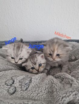 💖 Liebevolle Kitten suchen ihr Traumzuhause - Herne Eickel