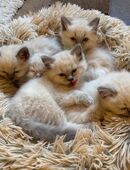 Zuckersüße Heilige Birma Kitten Kätzchen in 90425