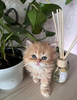 Baby Katze - Hannover Buchholz-Kleefeld