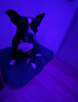 Old Englische Bulldoge, sucht dringend neues Zuhause - Rennertshofen