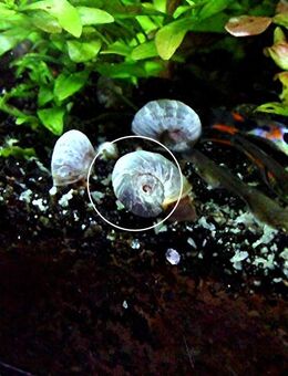 Blaue Posthornschnecke (Versand, Abholung) - Mechernich