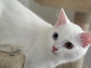 ODD EYED Angora Kitten