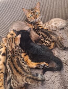 Bengal kitten Stammbaum - Dortmund