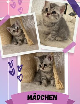 BKH Kitten / British Kurzhaar Kitten Babys sofort abgabebereit - Frankfurt (Main)