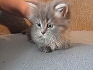 Perser/Maine Coon Kitten - Mücke