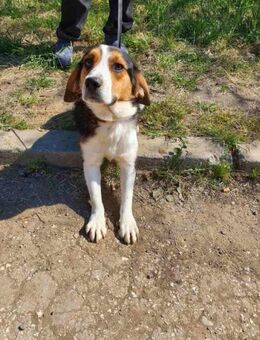 🧡 DARKO - ICH WÜNSCHE MIR EINE FAMILIE - Alfeld (Leine)