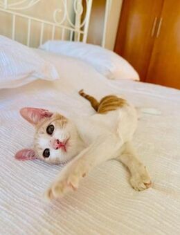 Klemens 🐾 das Play-maid - Kirchheim (München)