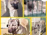 Pandora Kangal Mischling Hündin Junghund - Margetshöchheim