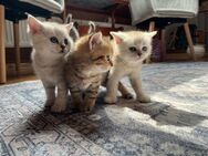 BKH Kitten Baby Katzen - Fuldabrück