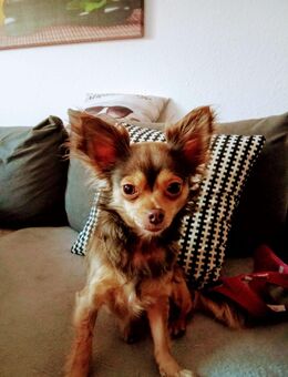 Chihuahua in liebevolle Hände abzugeben - Binz (Ostseebad)