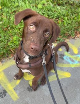 Theo sucht ein Zuhause - Celle